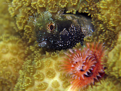 Medusa Blenny