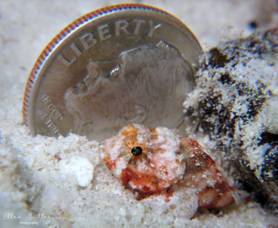 Scorpaena albifimbria