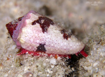 Crown Cone