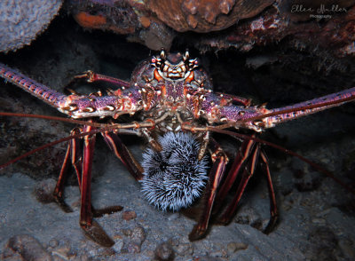 Lobster Dinner