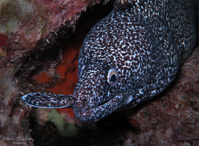 Eel Eating Eel