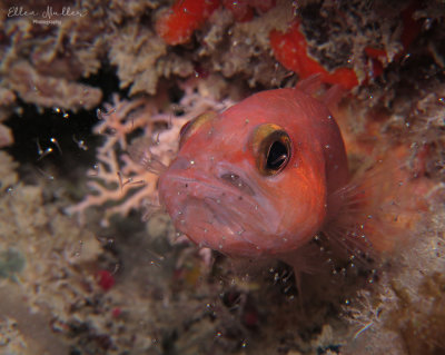 Male Cardinalfish Releasing Young