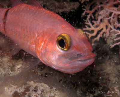 Male Cardinalfish Releasing Young