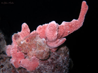 Frogfish Color Change
