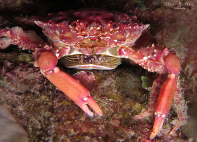 Clining Crab with eggs