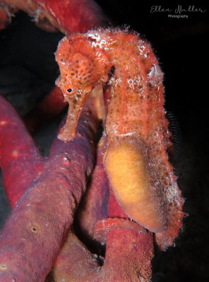 Papa Seahorse