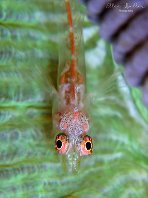 Glass Blenny