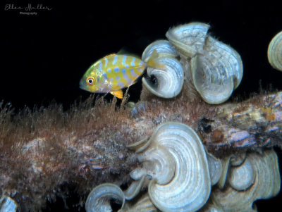 Juvenile Yellow Jack