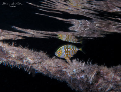 Juvenile Yellow Jack