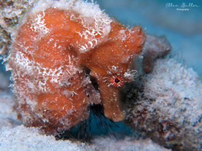 Rubble Seahorse