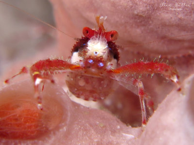 Squat Lobster with Eggs