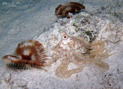 Longarm Octopus