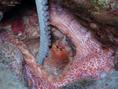 Mating Octopuses