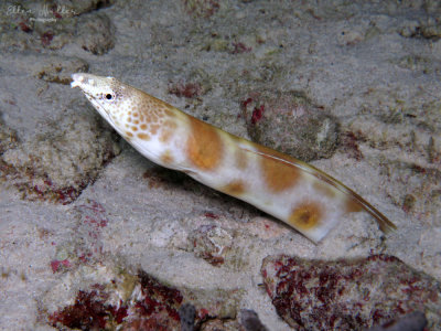 Blackspotted Eel