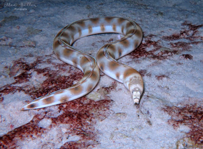 Blackspotted Eel
