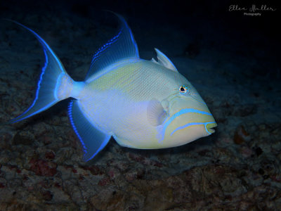 Queen Triggerfish