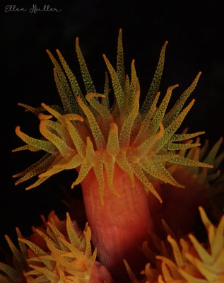 Orange Cup Coral