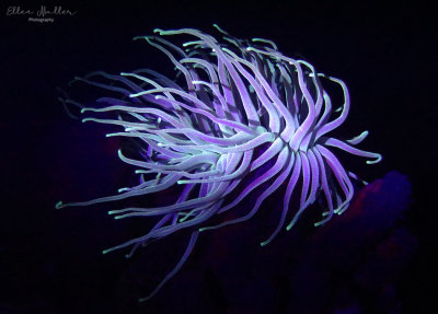 Blue Light Anemone