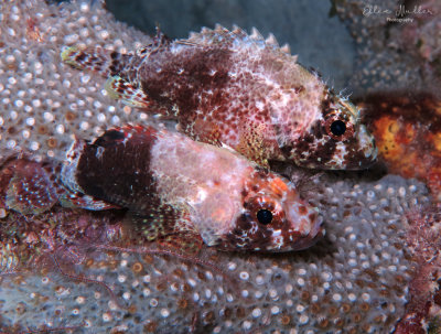 Reef Scorpionfish Pair
