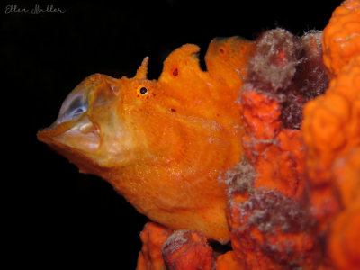 Frogfish Yawn