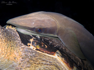 Sharksucker