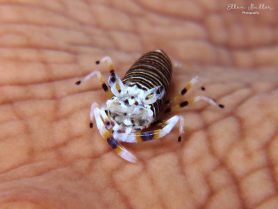 Bumblebee Shrimp