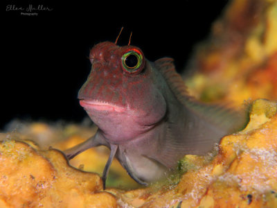 Redlip Blenny
