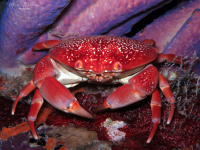 Batwing Coral Crab