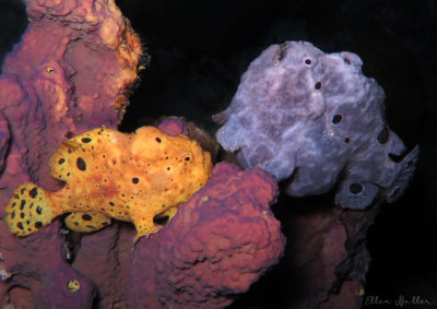 Frogfish Pair