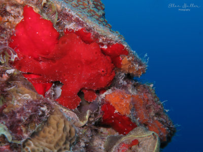 Red Frogfish