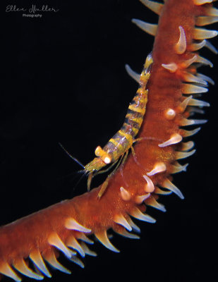Wire Coral Shrimp