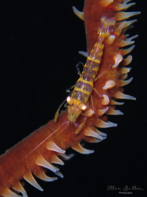 Wire Coral Shrimp