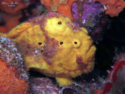Yellow Frogfish