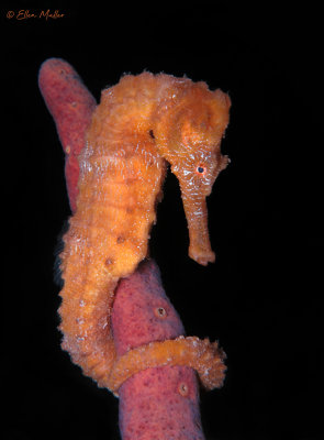 Orange Seahorse
