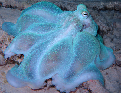 Octopus briareus
