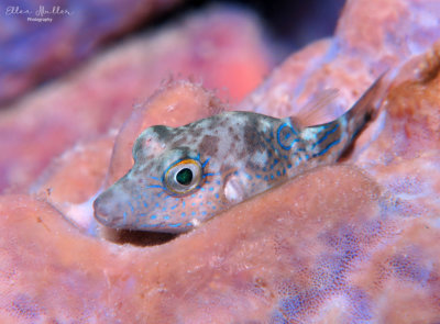 Sharpnose Puffer