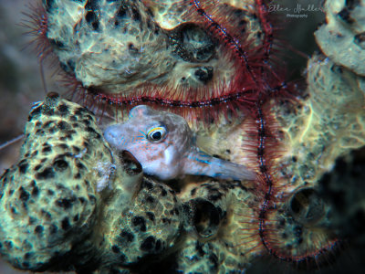 Sharpnose Puffer