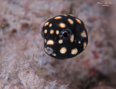 Juv Trunkfish