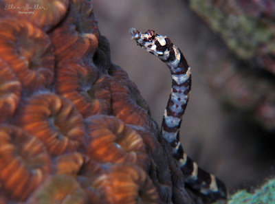 Harlequin Pipefish