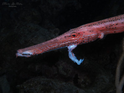 Injured Trumpetfish
