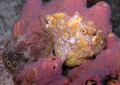 Frogfish Pair