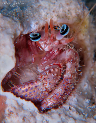 Bareye Hermit