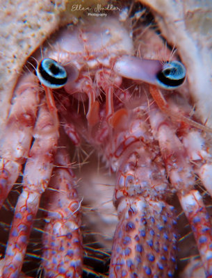 Bareye Hermit
