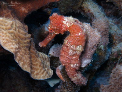 Longsnout Seahorse