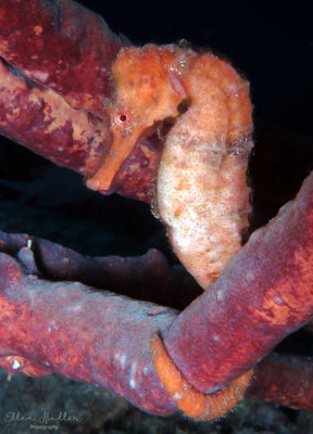 New Male Seahorse