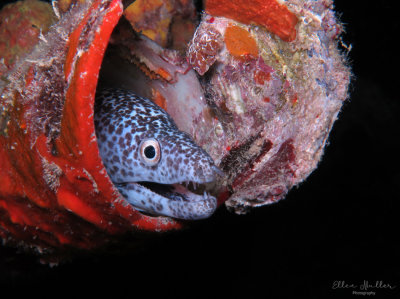 Eel in Pipe