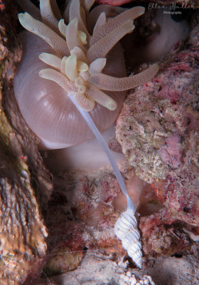 Wentletrap eating Anemone