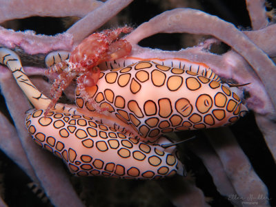 Flamingo Tongues & Crab