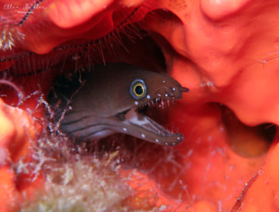 Chestnut Moray