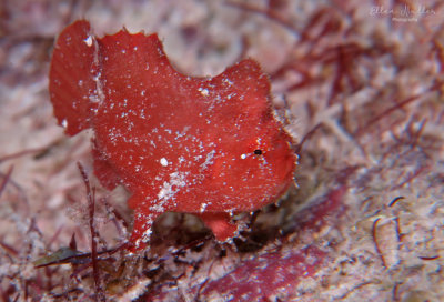 Dwarf Frogfish